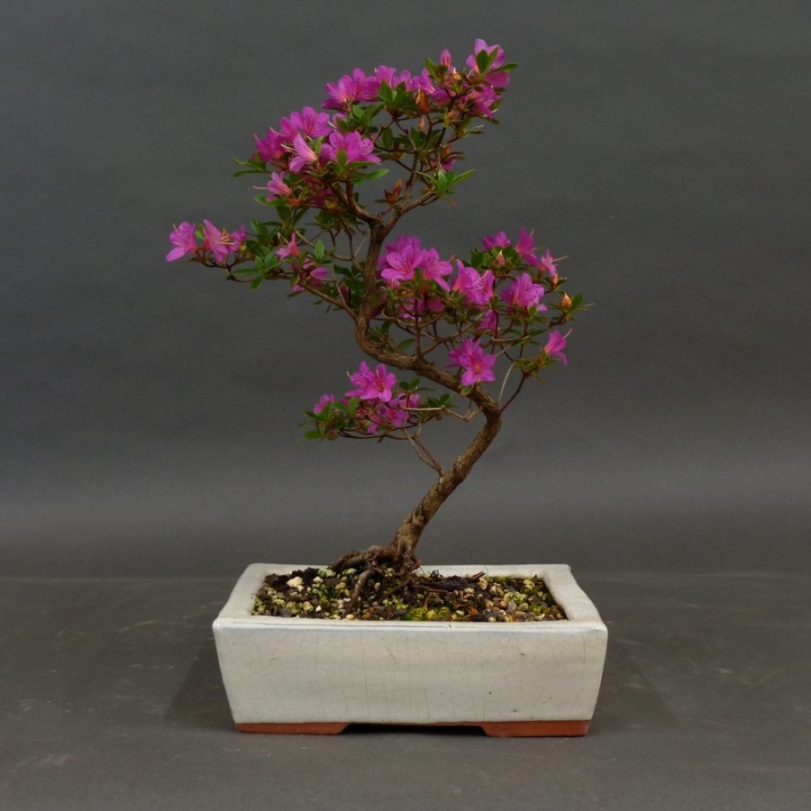 Satsuki, Azalee, Bonsai, vorn