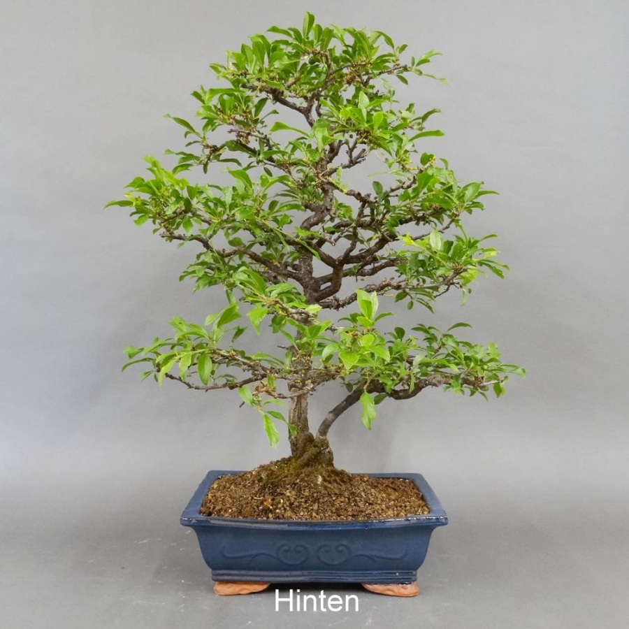 Schlehe, Schwarzdorn, Bonsai