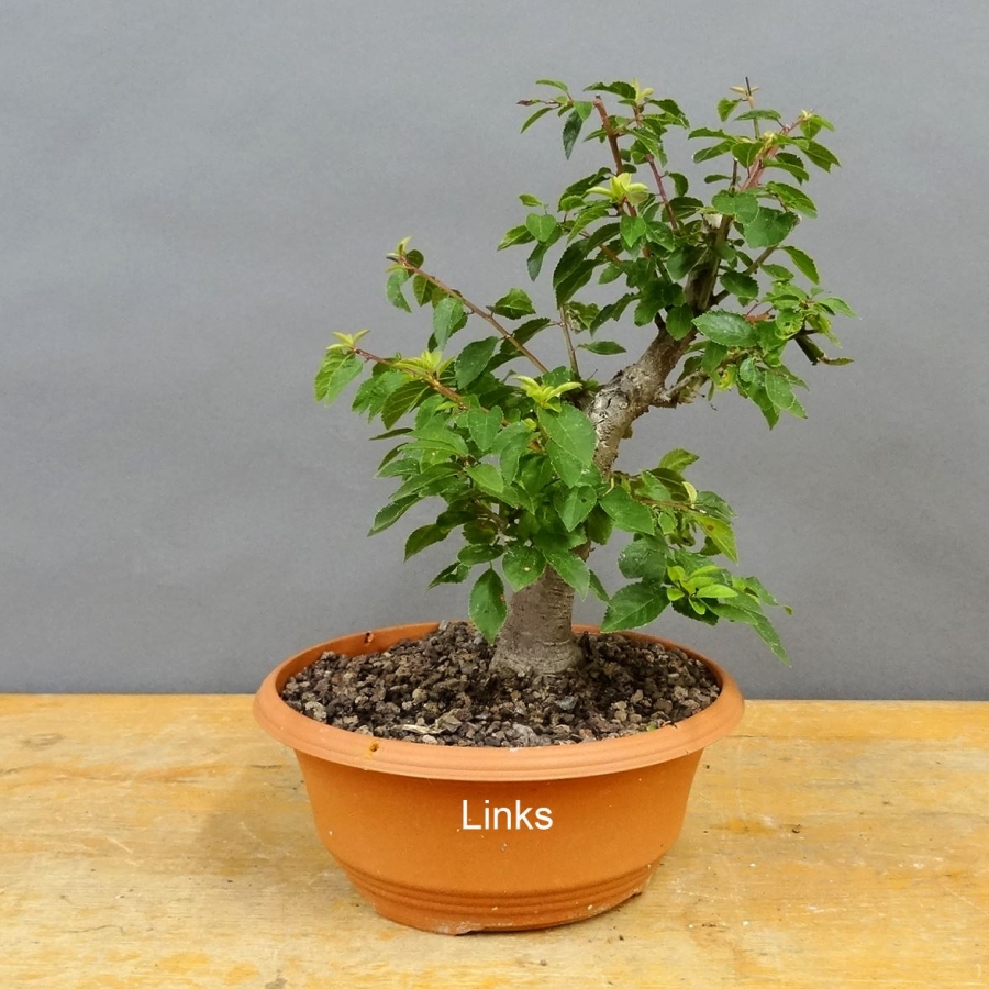 Prunus mahaleb, Steinweichsel, Bonsai