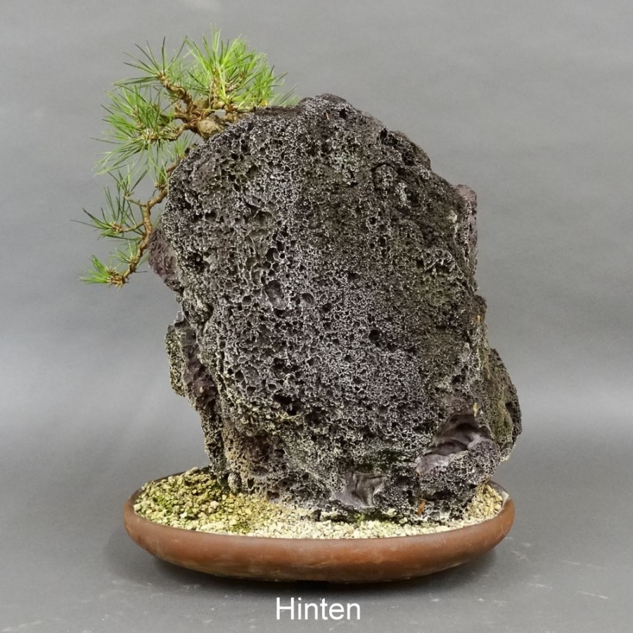 Pinus thunbergii Schwarzkiefer