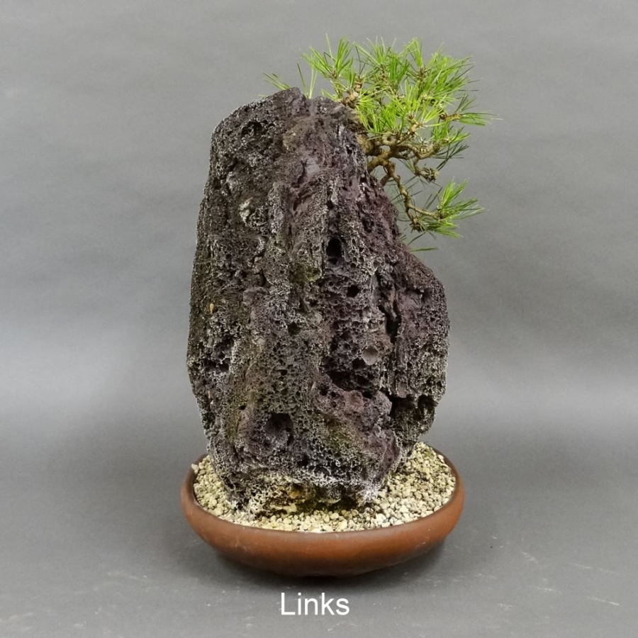 Pinus thunbergii Schwarzkiefer