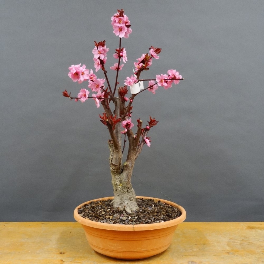 Prunus persica, Spring Glory, Zierpfirsisch