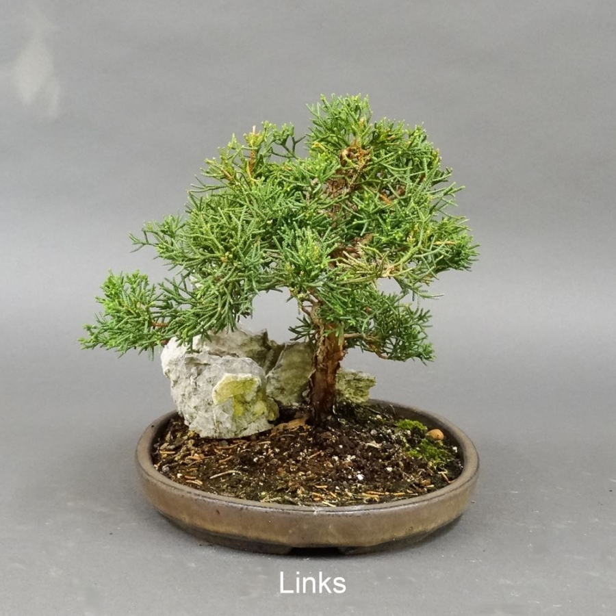 Chinesischer Wacholder Bonsai