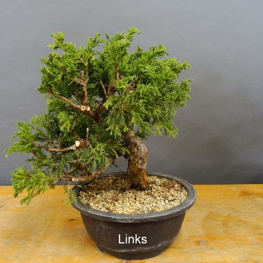 Juniperus chinensis