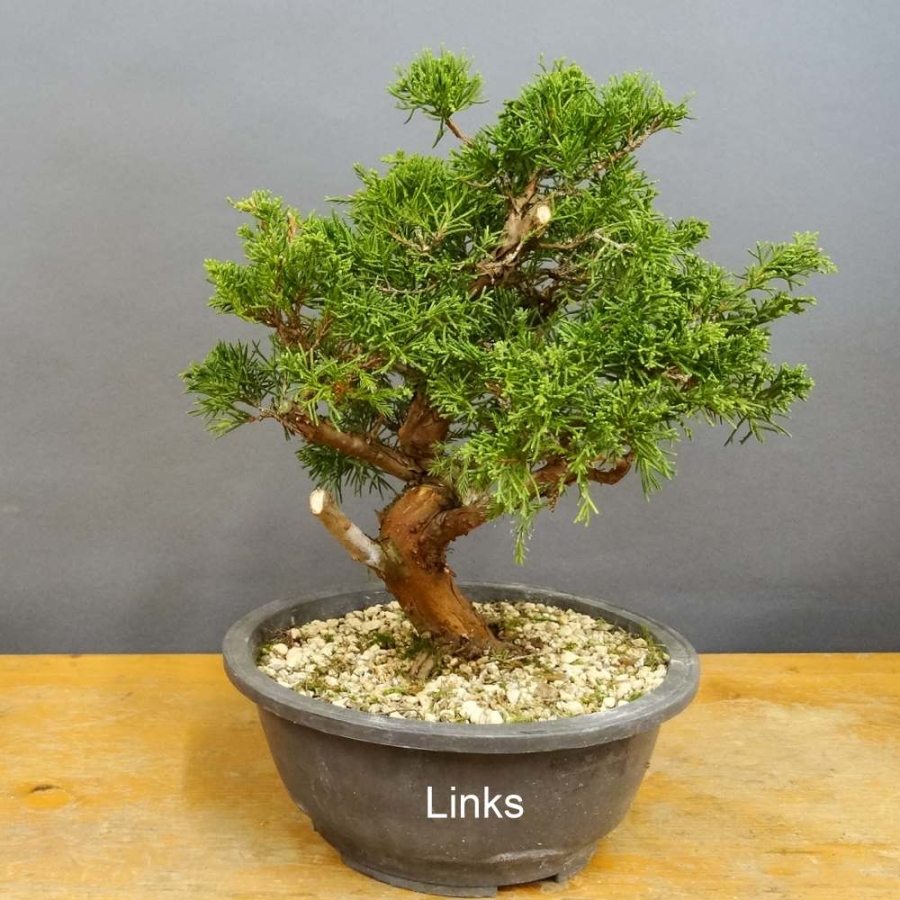 Bonsai Juniperus chinensis