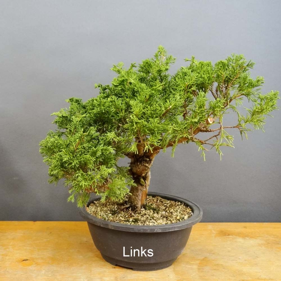 Juniperus chinensis