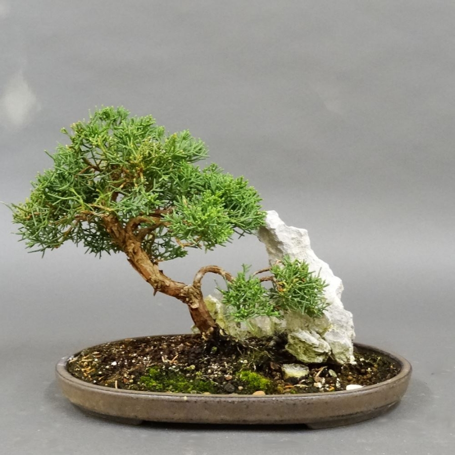 Chinesischer Wacholder Bonsai