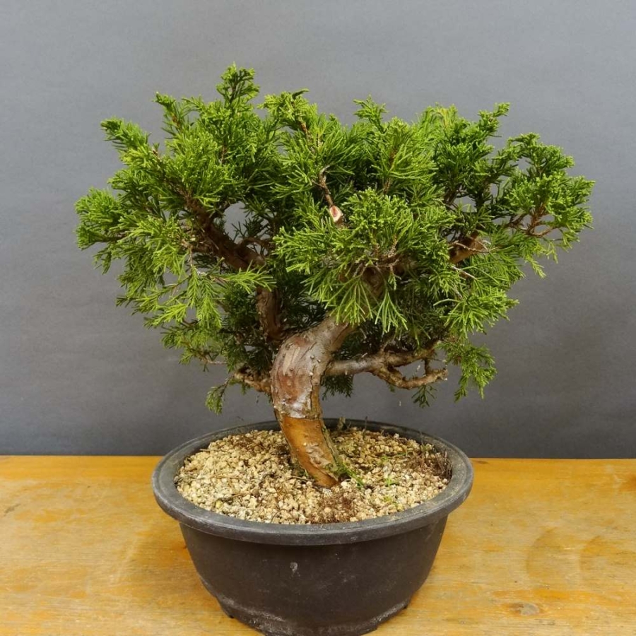 Juniperus chinensis
