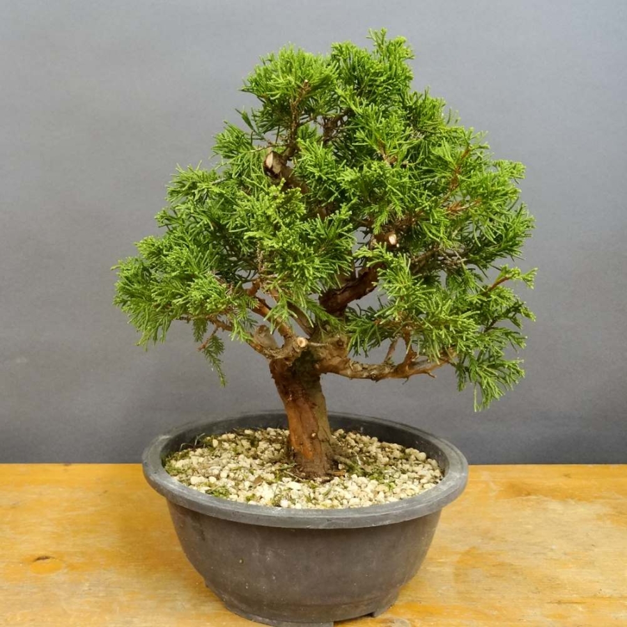 Bonsai Juniperus chinensis