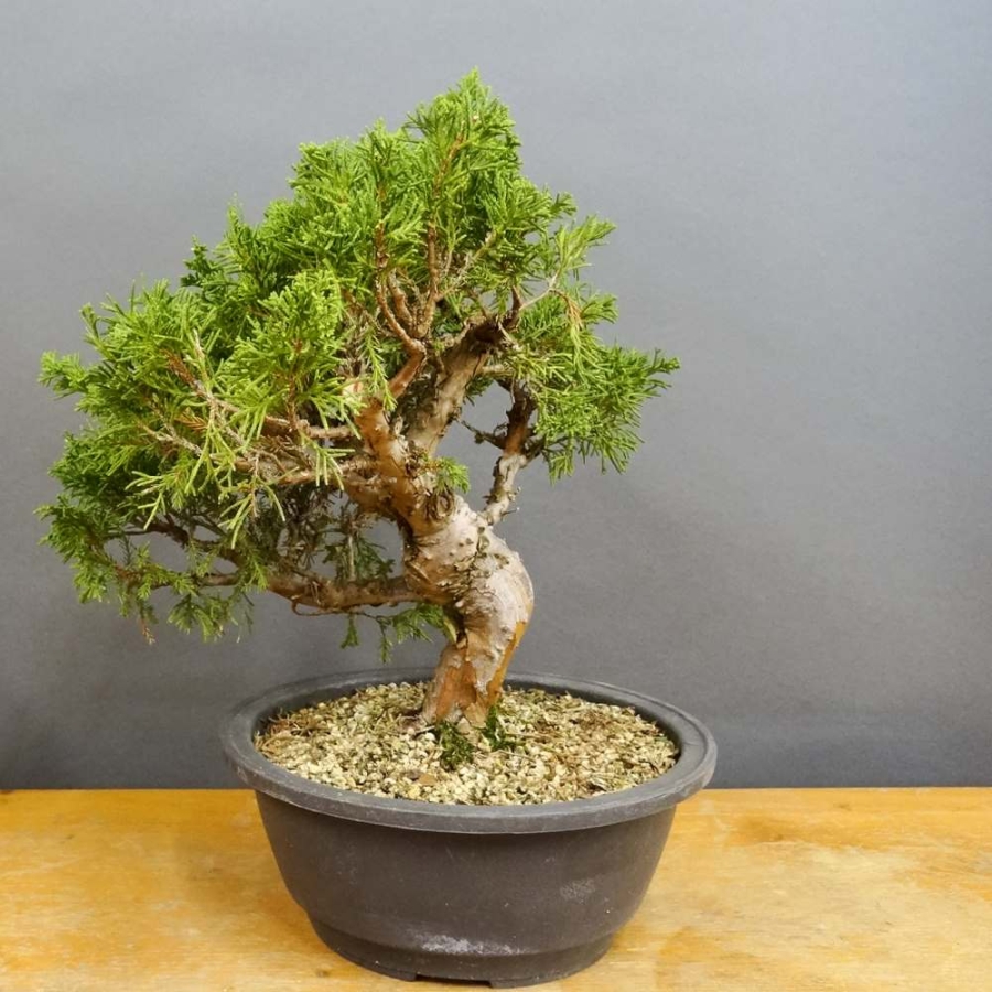 Juniperus chinensis