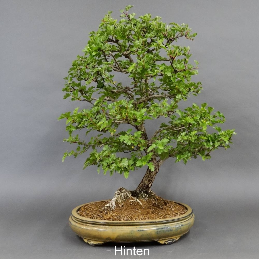 Bonsai, Crataegus laevigata, Weissdorn