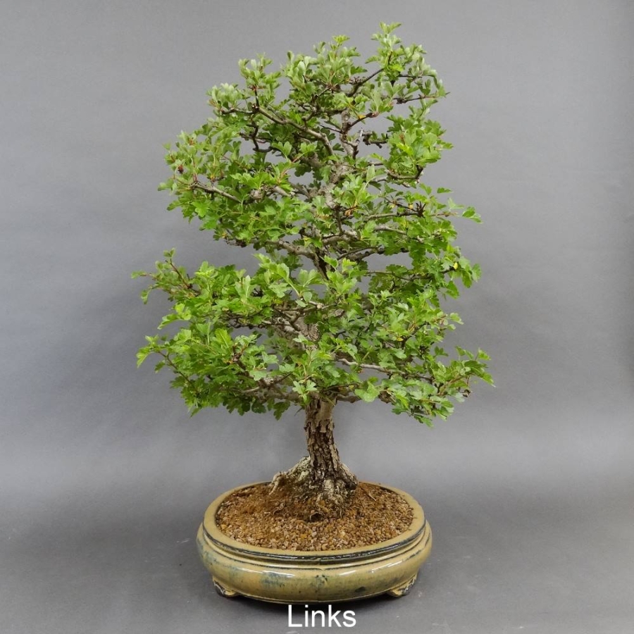 Bonsai, Crataegus laevigata, Weissdorn