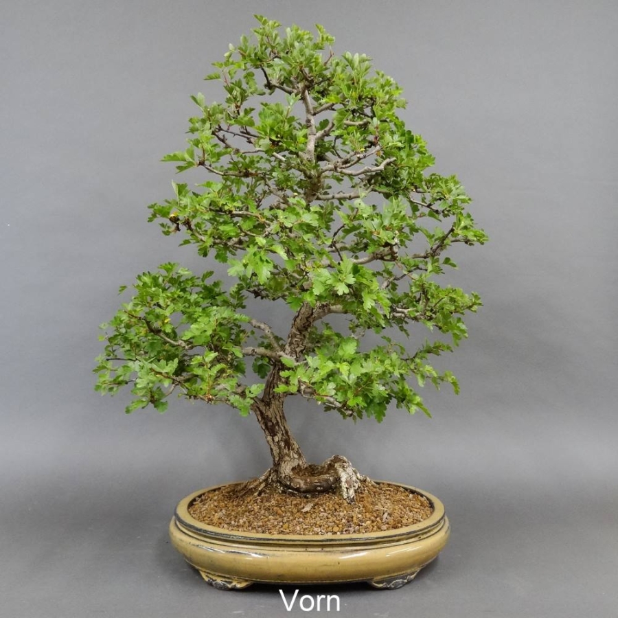 Bonsai, Crataegus laevigata, Weissdorn
