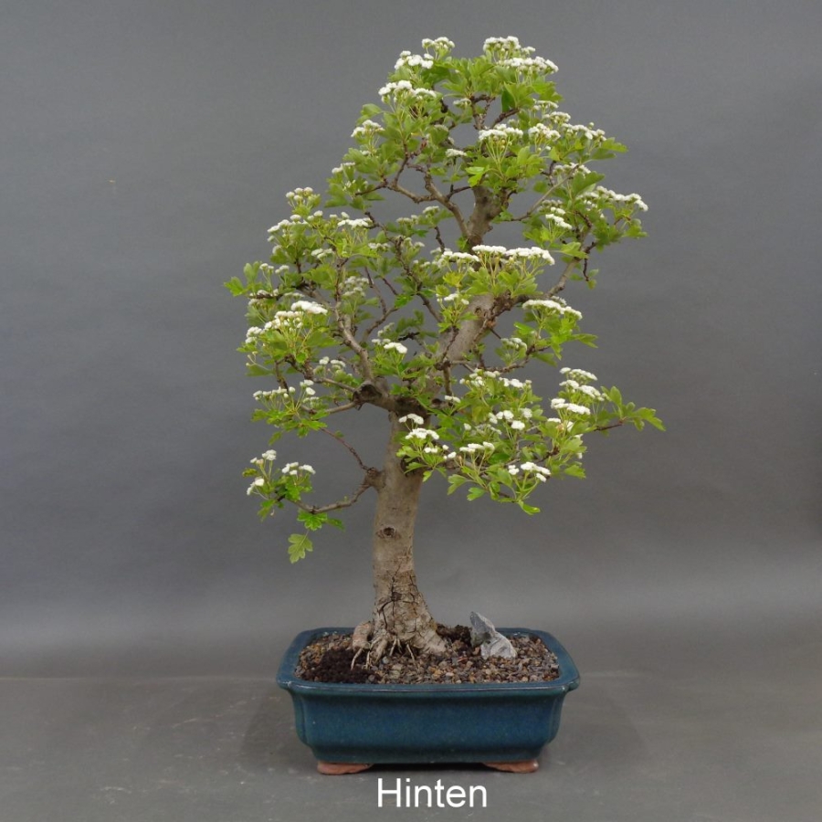 Weissdorn hinten