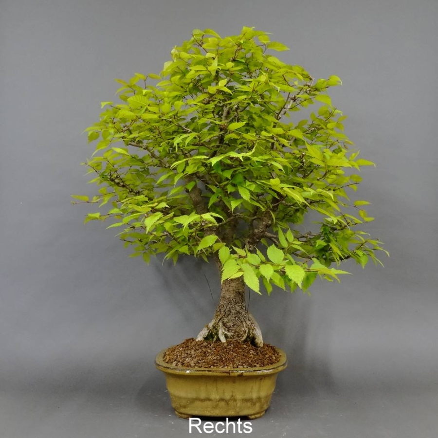 Bonsai Japanische Zelkove