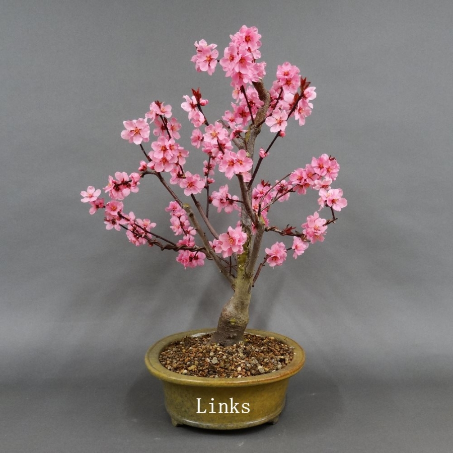 Pfirsisch, Bonsai