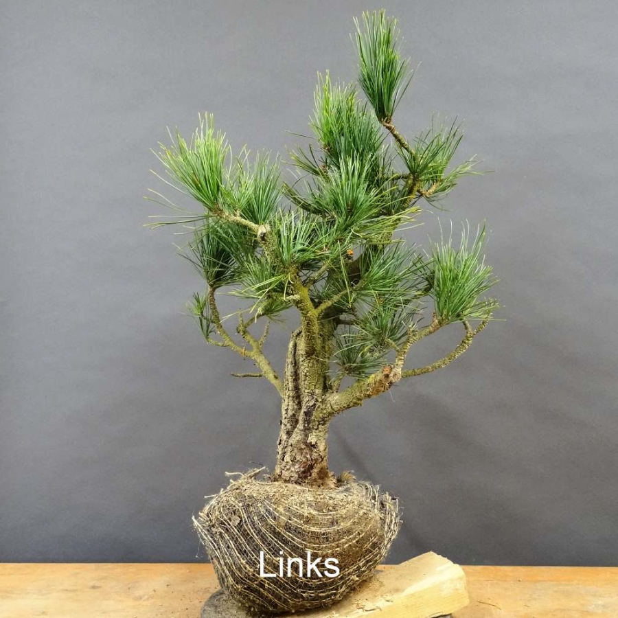 Pinus cembra Zirbelkiefer