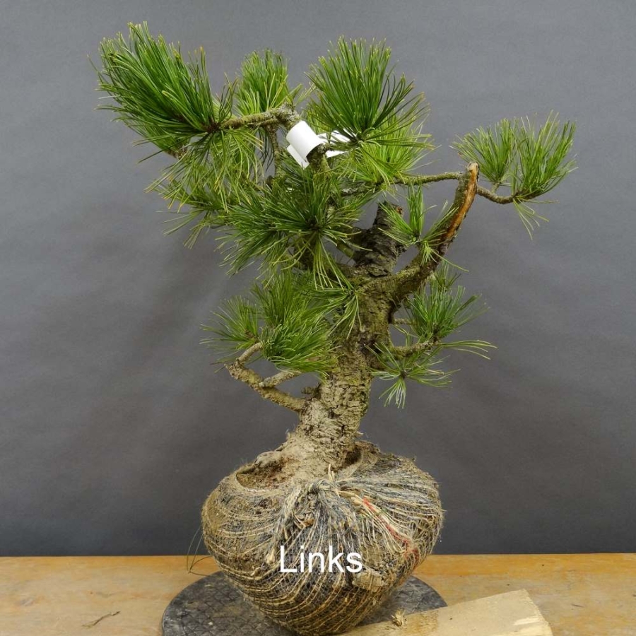 Pinus cembra Zirbelkiefer