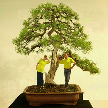 Team-Bonsai